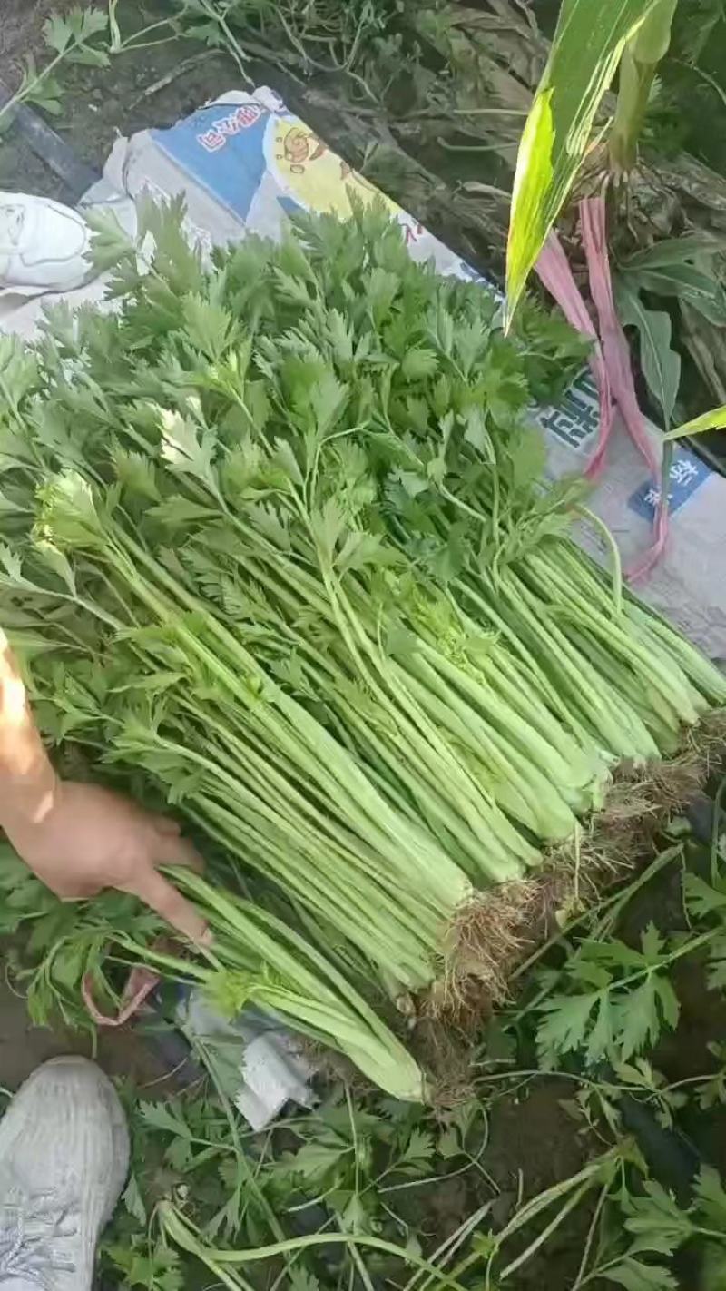 小细棵芹菜正在大量上市中火爆热卖欢迎采购