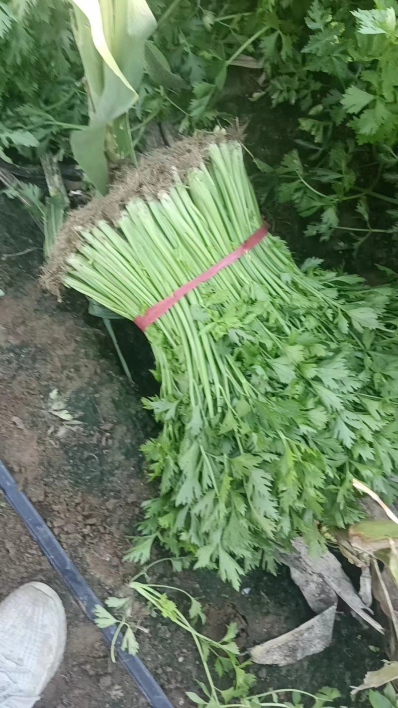 小细棵芹菜正在大量上市中火爆热卖欢迎采购