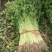 小细棵芹菜正在大量上市中火爆热卖欢迎采购