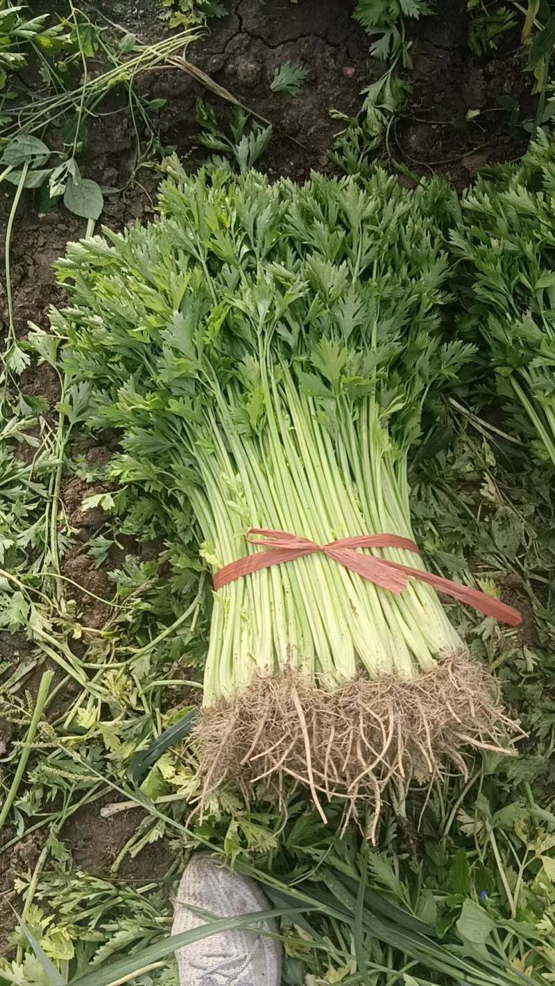 山东西芹产地代发对接商超农贸各大市场货源充足