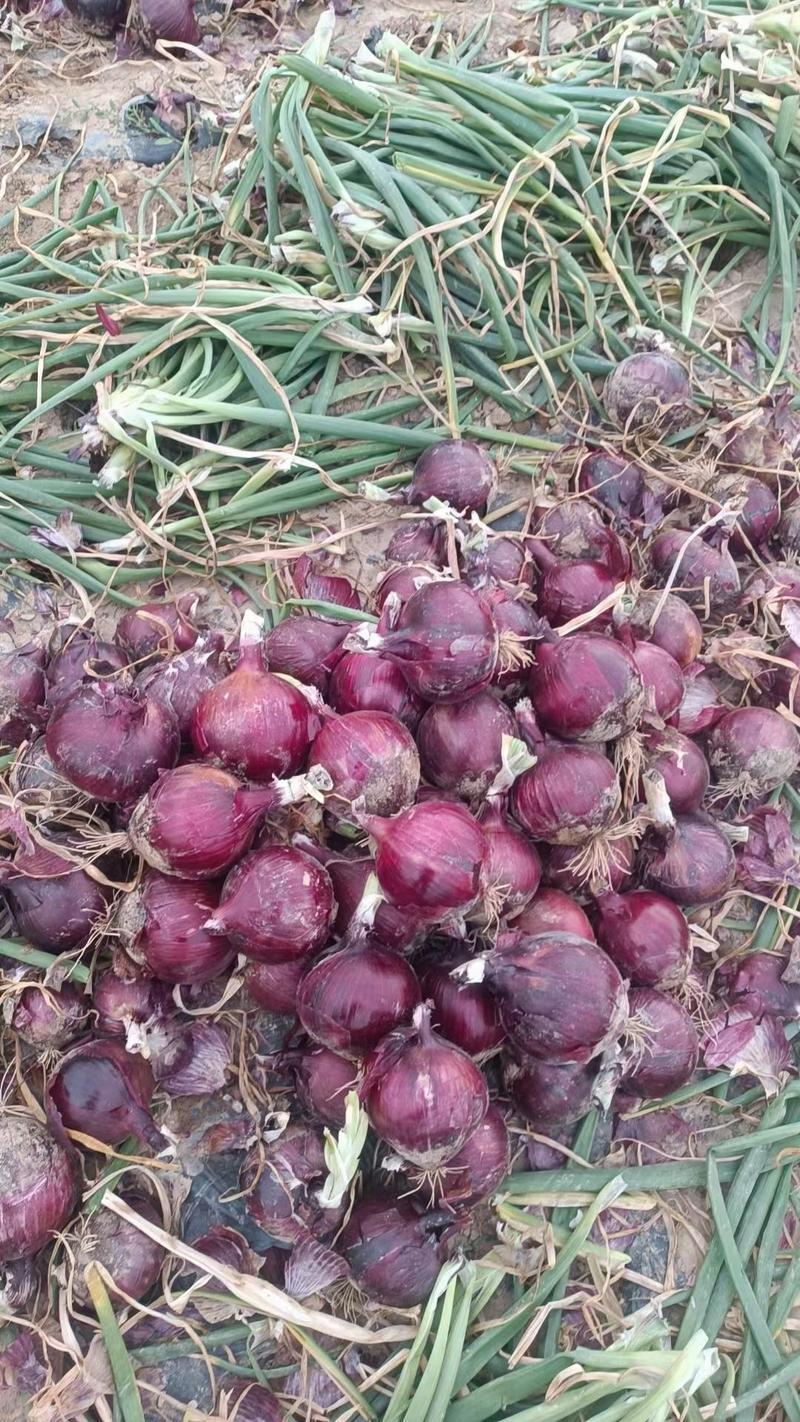 洋葱大量供应各种规格紫皮葱红皮洋葱需要的联系