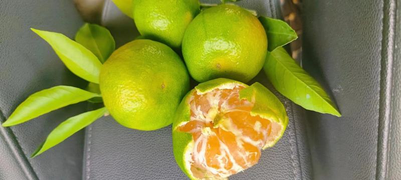 特早蜜桔/柑桔批发/薄皮细皮多汁/大芬四号/大蒲蜜橘