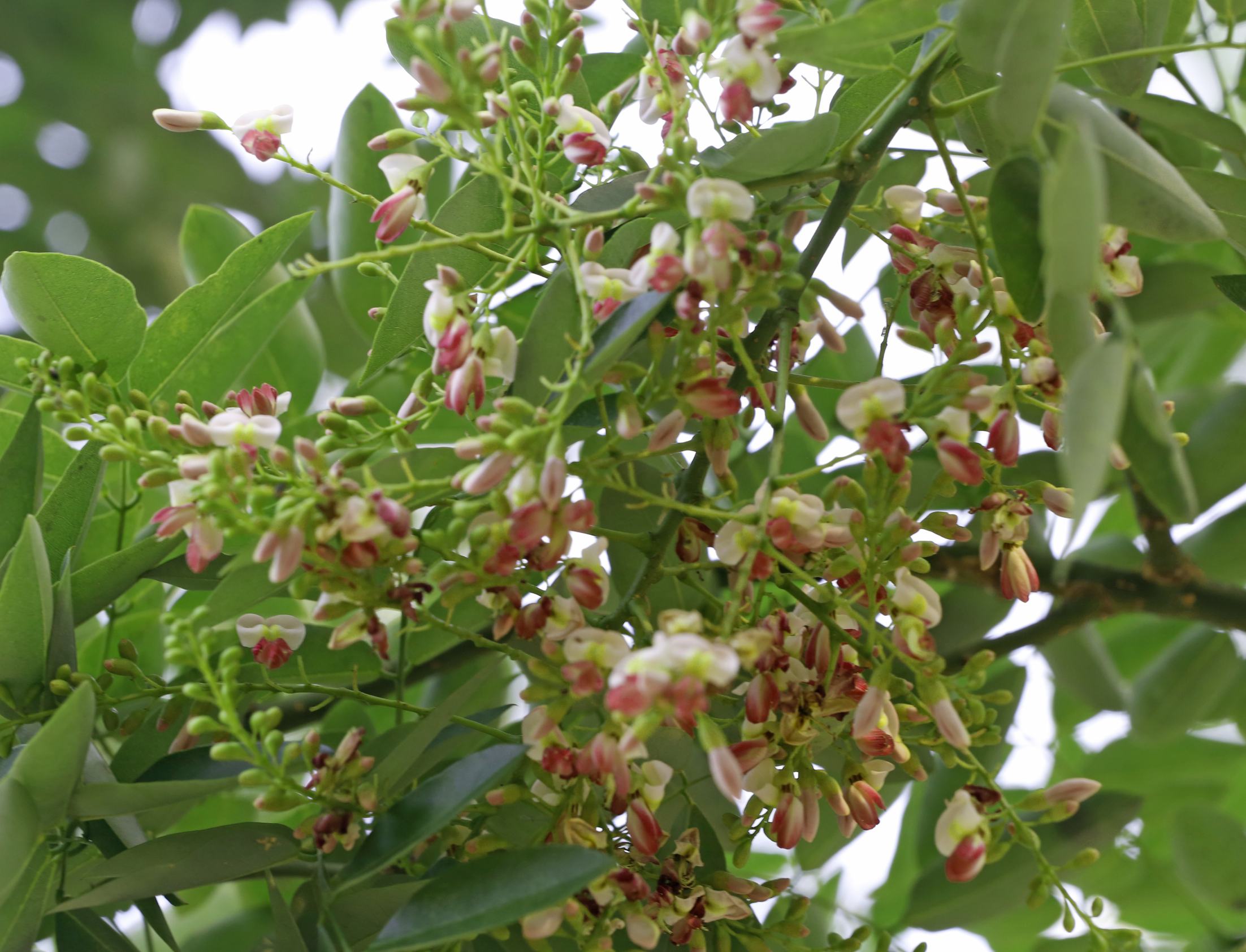 一簇盛开的国槐花悬挂在绿叶之间,花朵细小密集,呈乳白色略带淡黄,花瓣清晰可见,背景虚化的绿叶衬托出花朵的清新雅致,展现其夏季开花的观赏特性 国槐开花特写