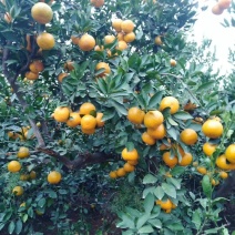 蜜桔