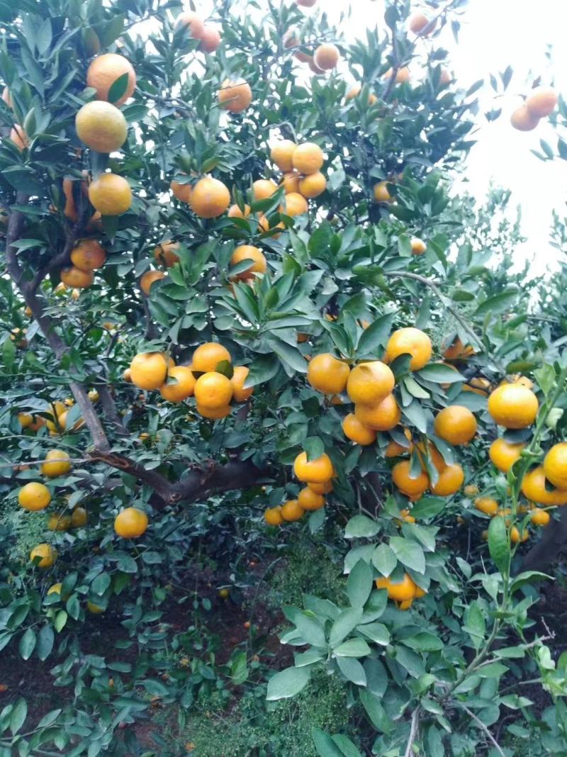 蜜桔