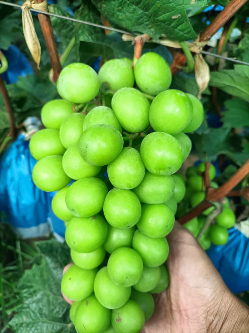 阳光玫瑰葡萄