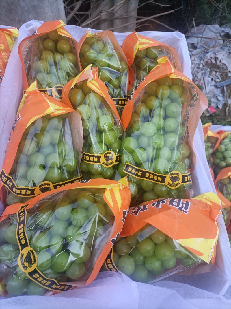 阳光玫瑰葡萄