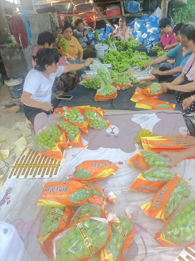 阳光玫瑰葡萄