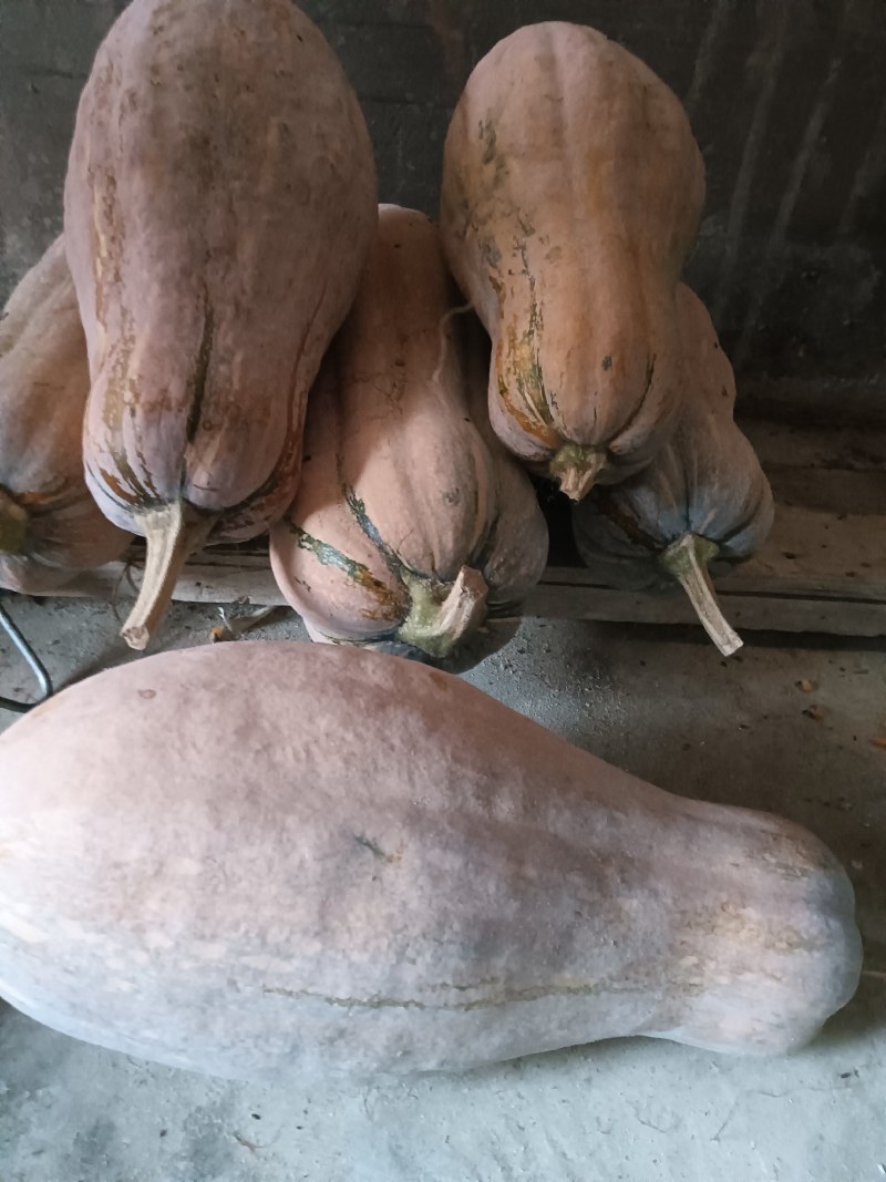 精品蜜本南瓜