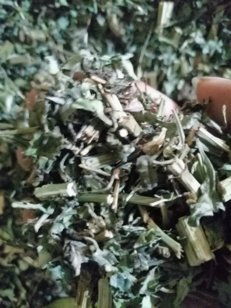 鬼针草饮片鲜切金盏银盘