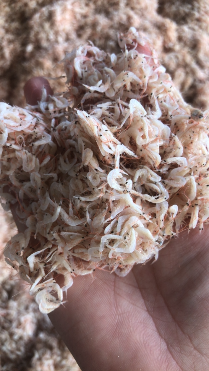 山东饲料小虾皮量大从优欢迎全国老板前来考察洽谈合作