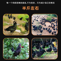 五黑鸡，麻羽鸡，贵妃鸡，珍珠鸡，青脚麻鸡，芦花鸡脱温苗