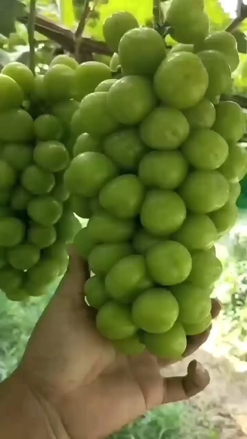 【阳光玫瑰】精品阳光玫瑰葡萄，颗粒大，口感好，欢迎联系