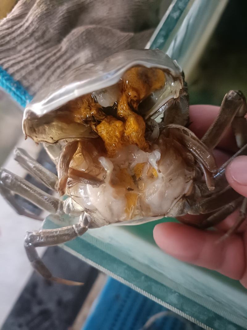 江苏兴化大螃蟹，火爆上市·兴化蟹塘直发，全国发货，