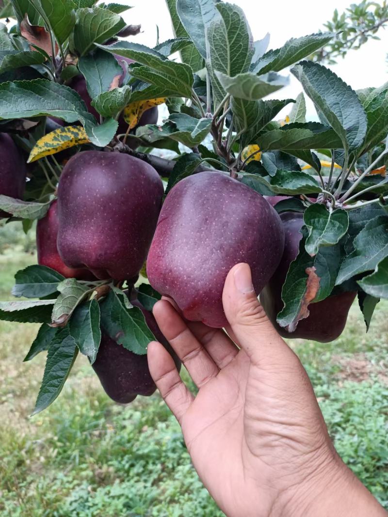 甘肃秦安大山深处的精品花牛。