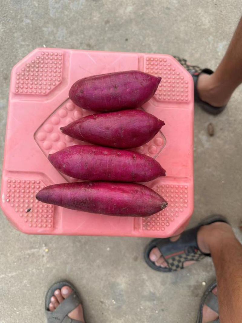 紫罗兰，湖北小花叶紫薯，大量供应，质量好，物美价廉