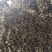 【优选】新鲜芋头软糯香甜芋头8520产地直发欢迎订购