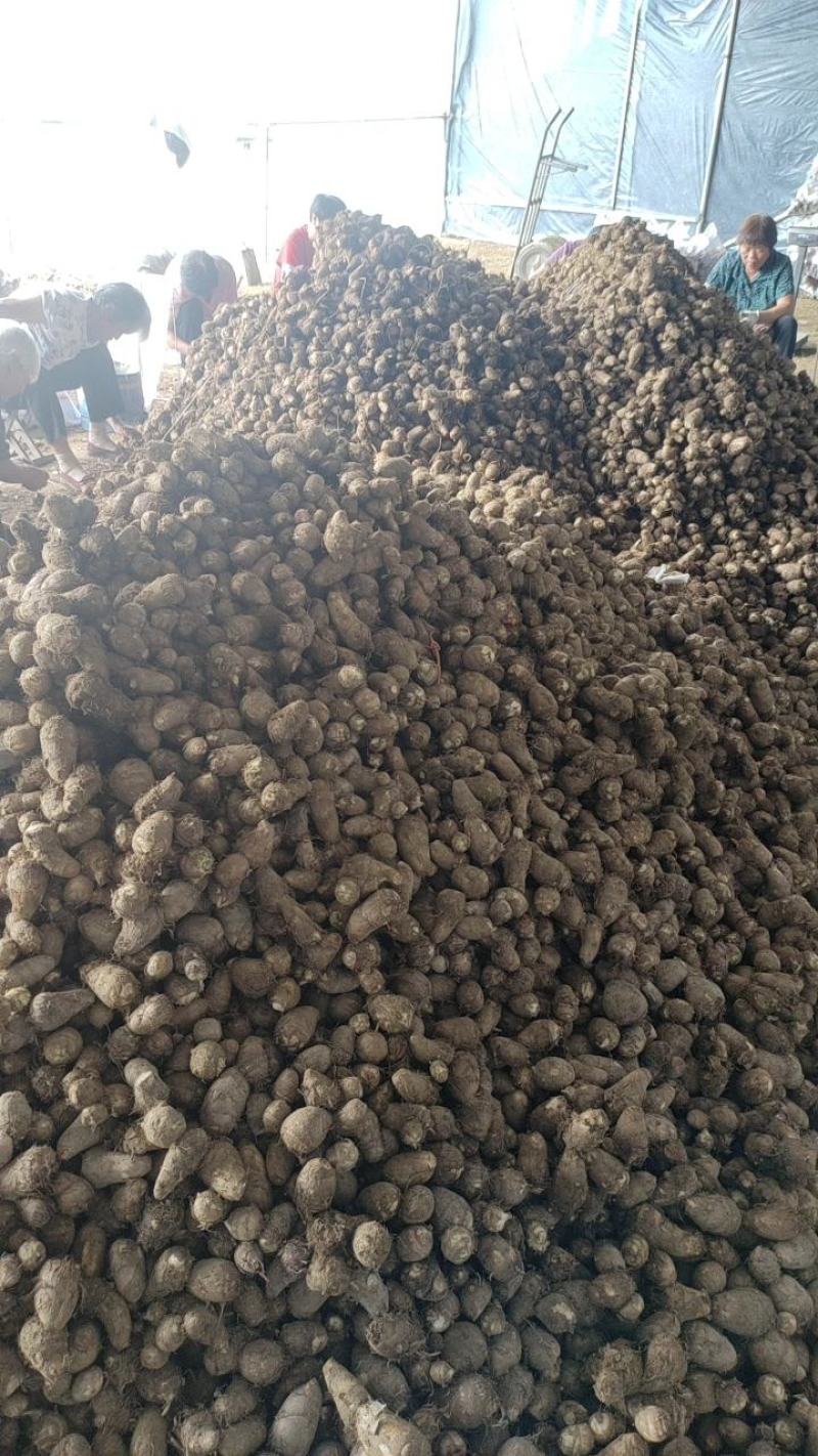 【优选】新鲜芋头软糯香甜芋头8520产地直发欢迎订购