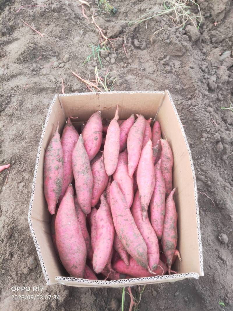 安徽黑土地精品西瓜红薯，无虫眼，无疤痕，色泽鲜艳，