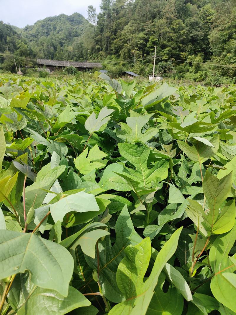马褂木苗，鹅掌楸苗，有需要请联系。