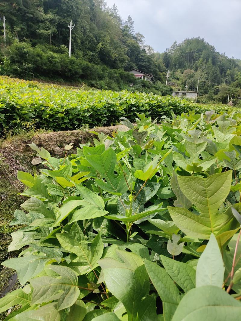 马褂木苗，鹅掌楸苗，有需要请联系。
