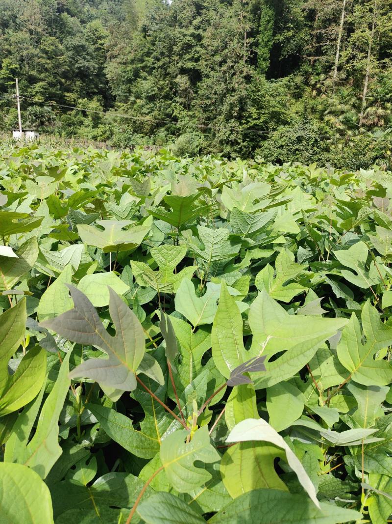 马褂木苗，鹅掌楸苗，有需要请联系。