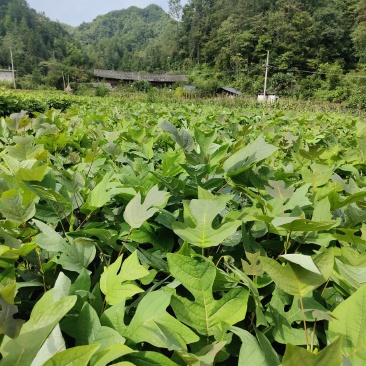 马褂木苗，鹅掌楸苗，有需要请联系。