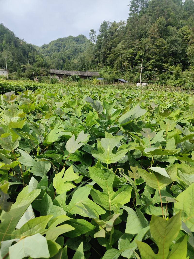 马褂木苗，鹅掌楸苗，有需要请联系。