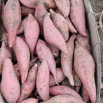 西瓜红红薯，秦薯5号货源充足，量大从优，全国代发