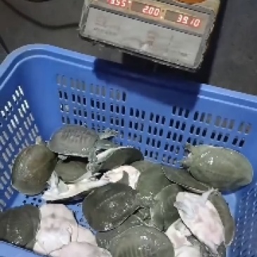 外塘生态甲鱼，青背白底，保质保量