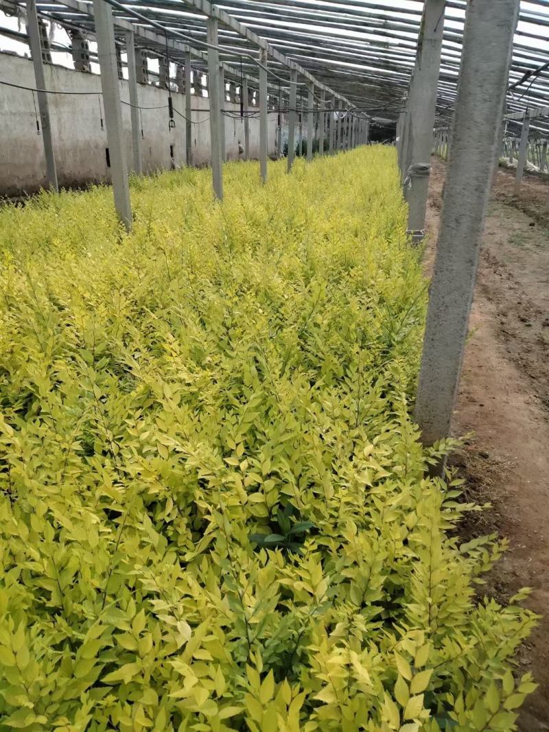 金叶榆金叶榆杯苗自产自销自家基地