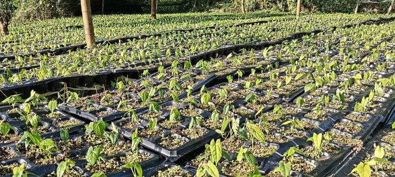 地苦胆种苗，地播苗价优（1.2一1.4元），杯苗成活率高
