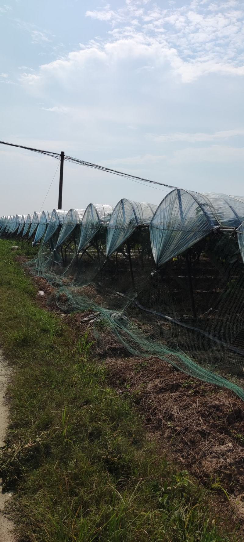 河南驻马店阳光玫瑰大量上市了以质论价视频看货欢迎电联