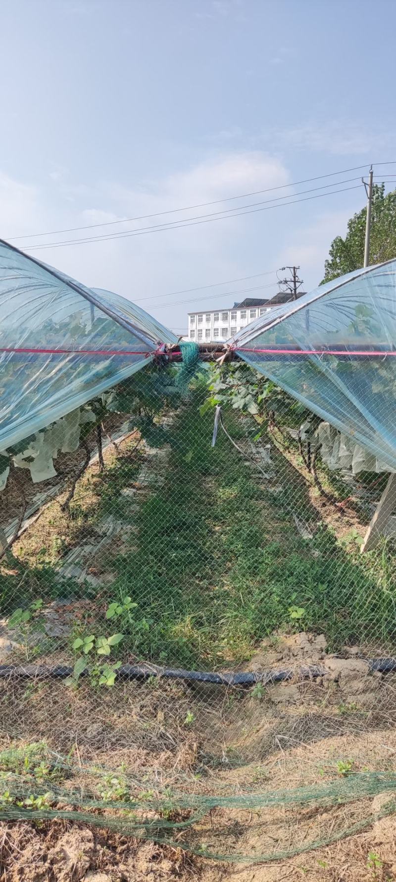 河南驻马店阳光玫瑰大量上市了以质论价视频看货欢迎电联