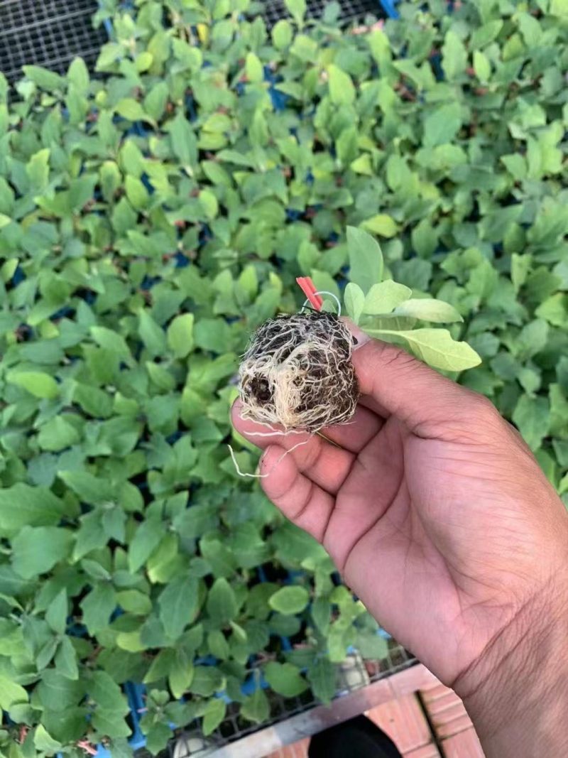 嫁接茄子苗，765绿萼长茄大龙长茄黑宝圆茄烧烤茄茄子苗