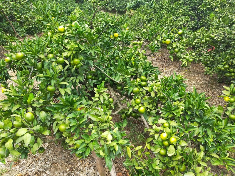 高山蜜橘少量上市