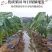江西槟榔芋荔浦芋头产地直发代收代发品质保障