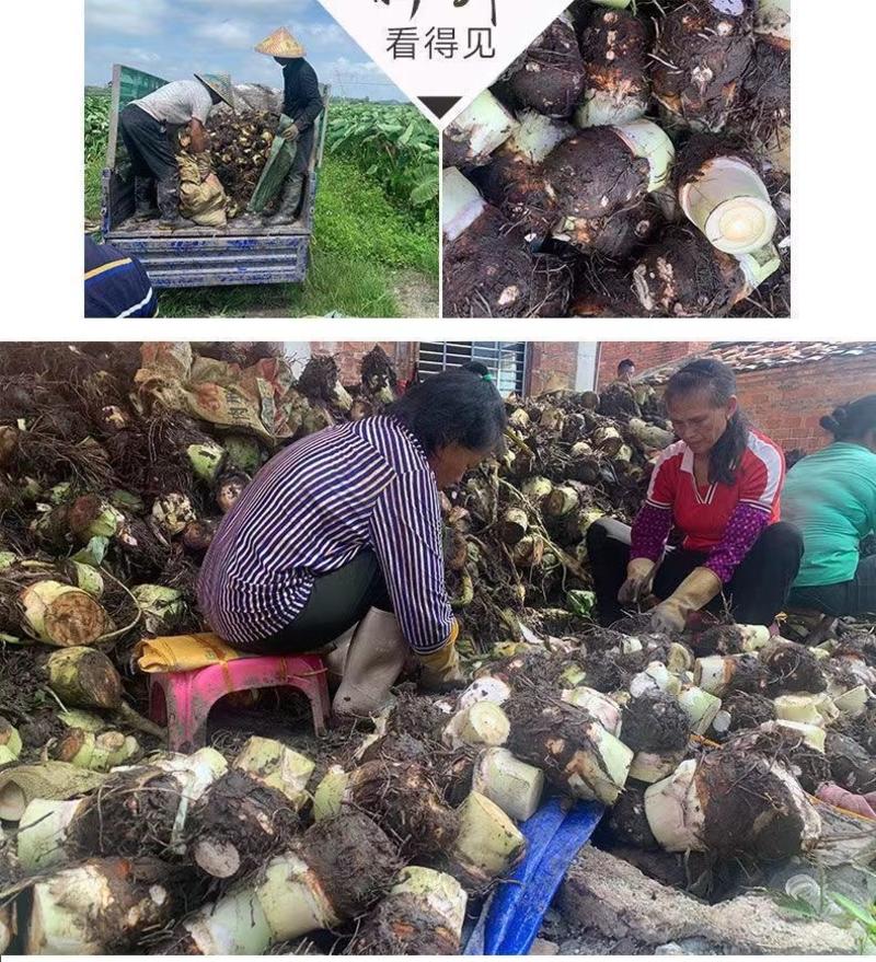 江西槟榔芋荔浦芋头产地直发代收代发品质保障