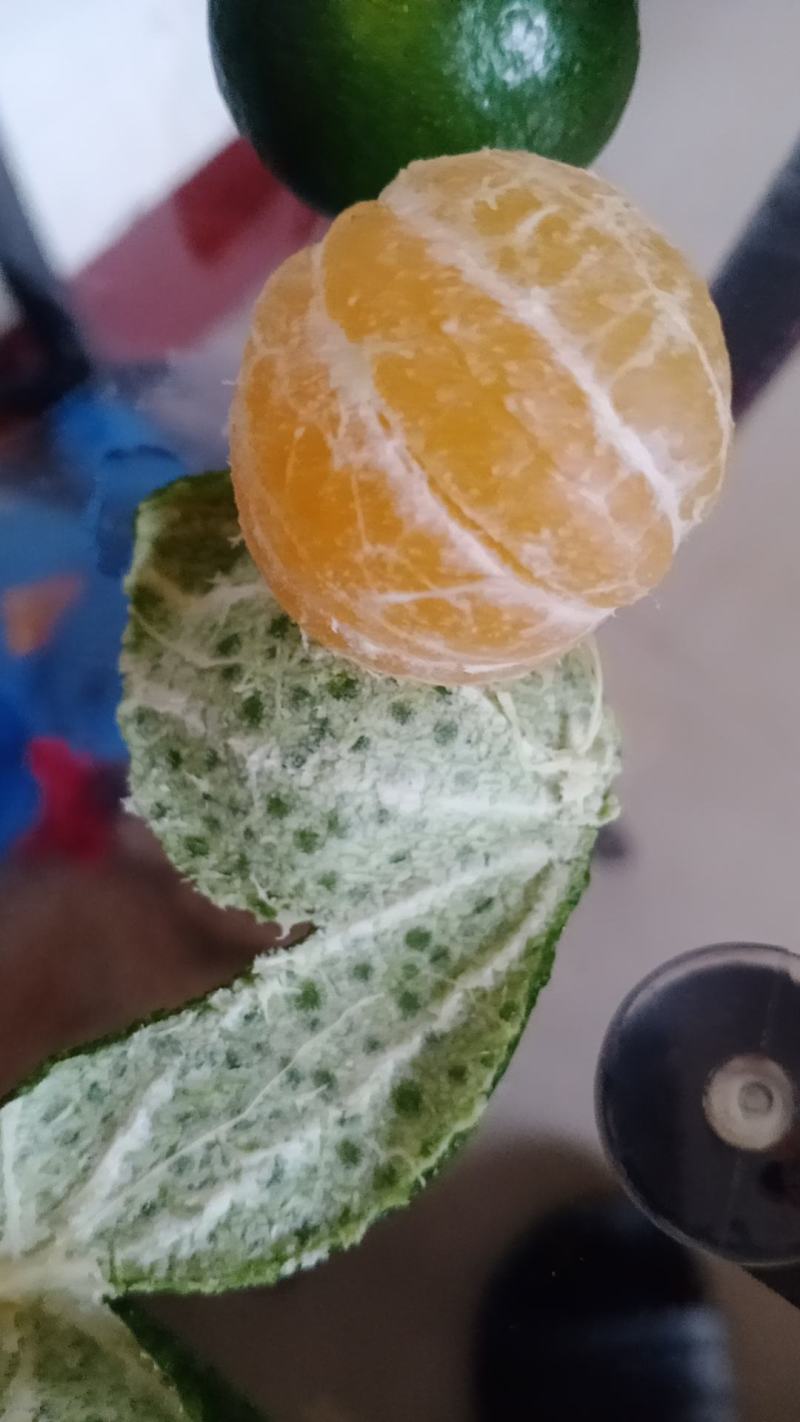 广西崇左南丰蜜橘大量上市