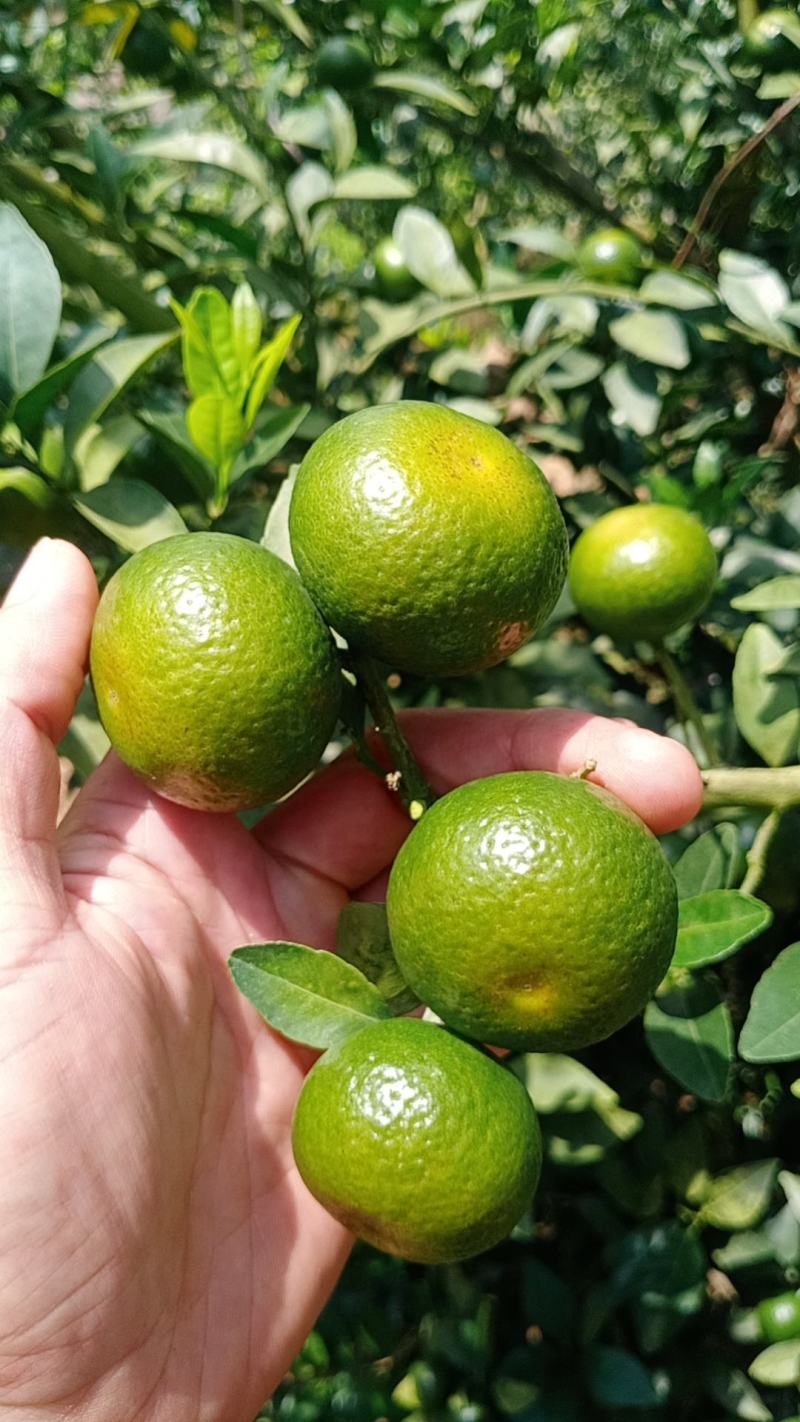 广西崇左南丰蜜橘大量上市