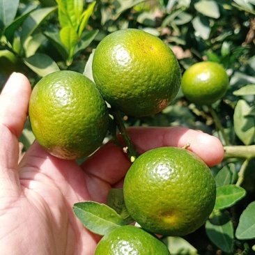 广西崇左南丰蜜橘大量上市