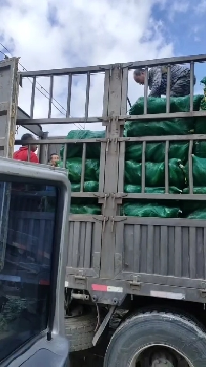 鲜玉米，大万诺，336，黄万诺各种品种鲜玉米
