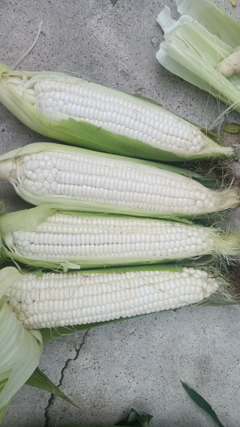 鲜玉米，大万诺，336，黄万诺各种品种鲜玉米