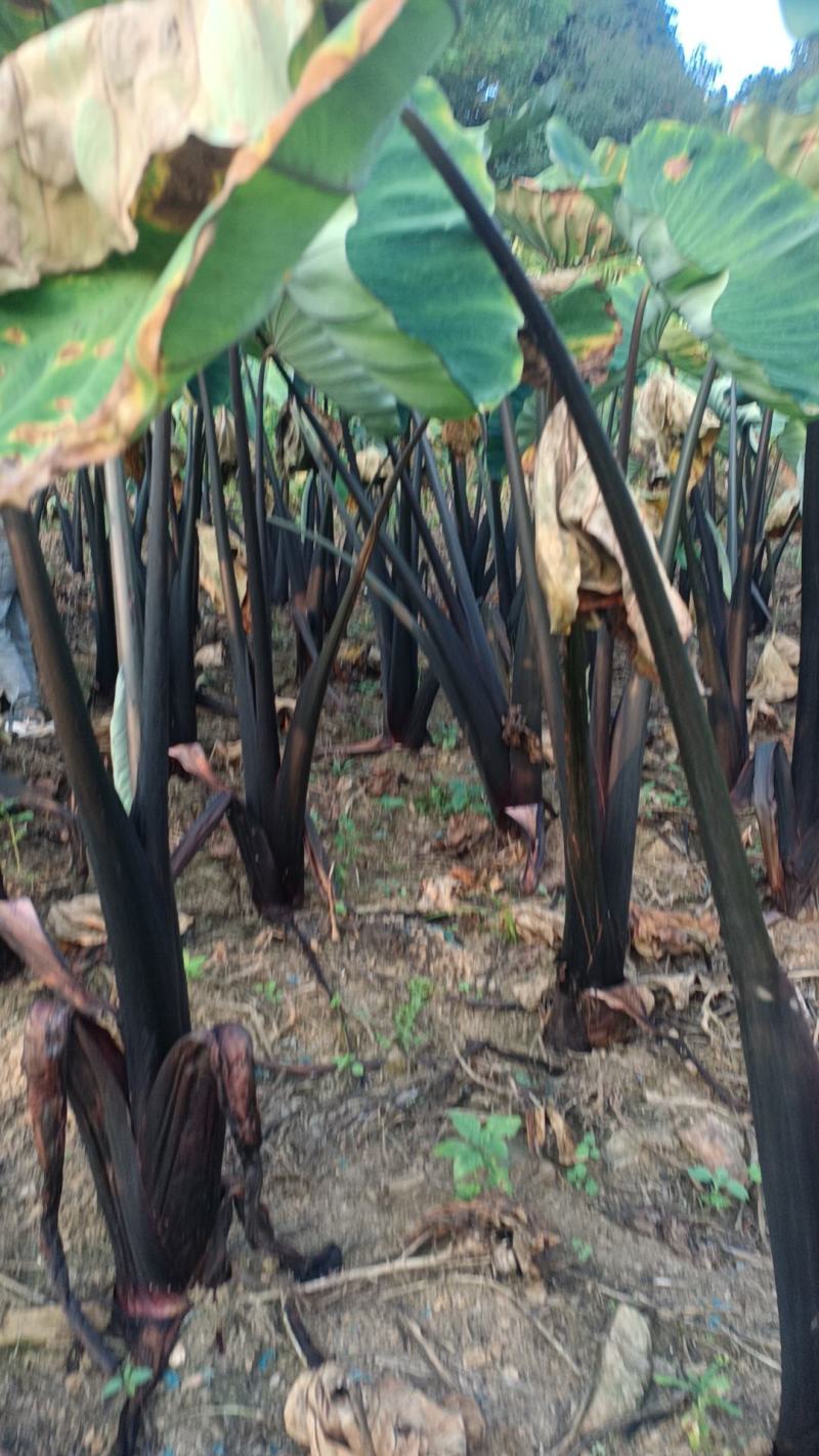 精品香芋大量上市，香甜软糯，老少皆宜，欢迎订购