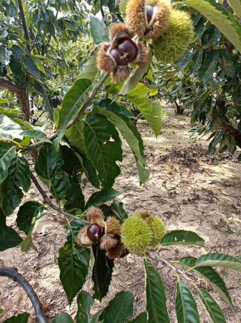 【荐】炒货专用山东精品高山野生老树板栗香甜软糯