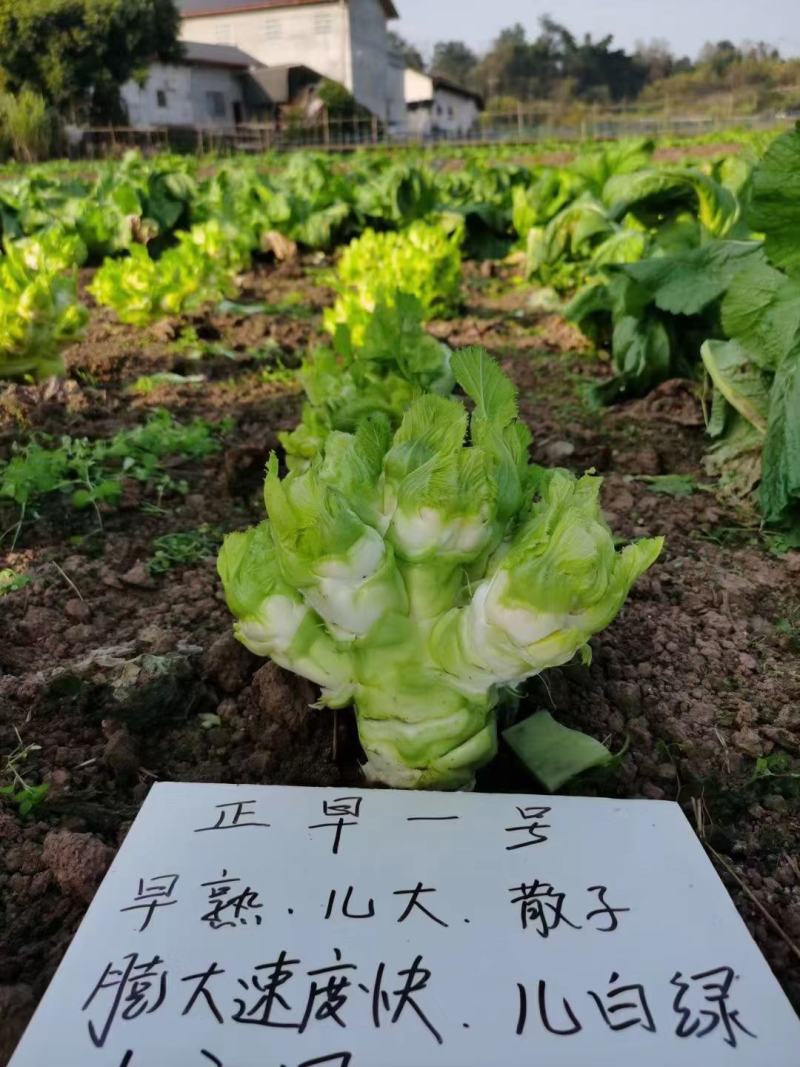 儿菜种子正早一号儿菜种子早熟儿子膨大速度快儿菜种子，