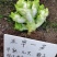 儿菜种子正早一号儿菜种子早熟儿子膨大速度快儿菜种子，