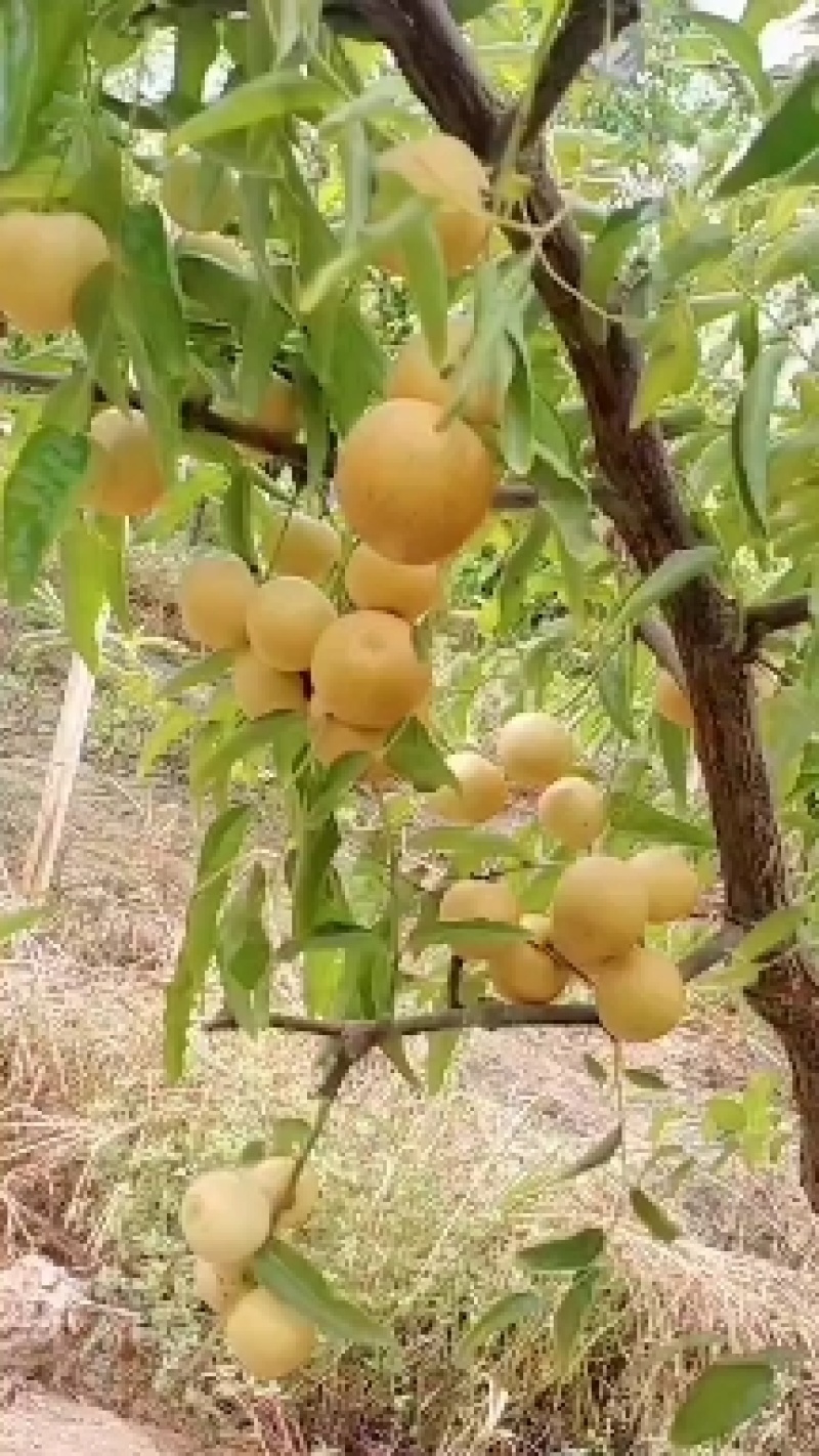 冬枣