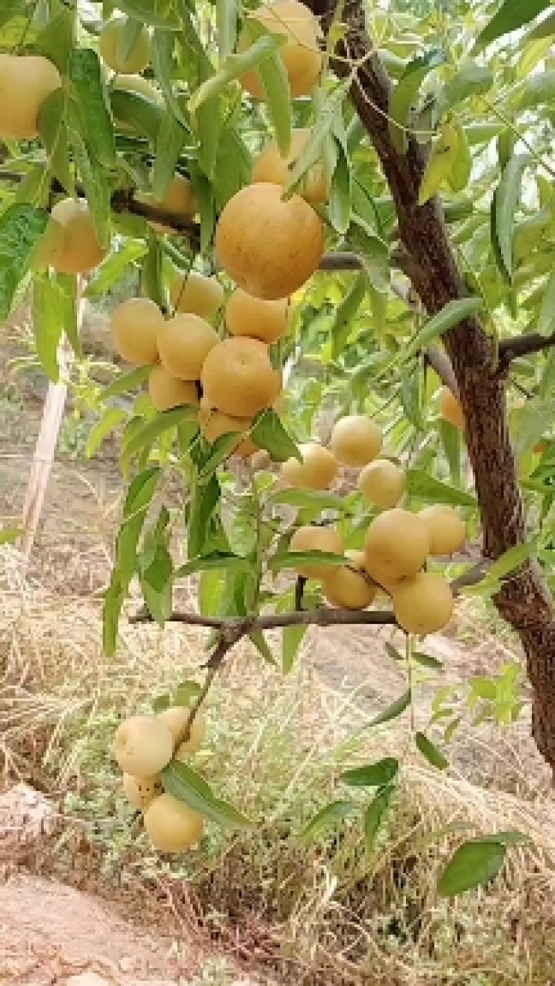 冬枣