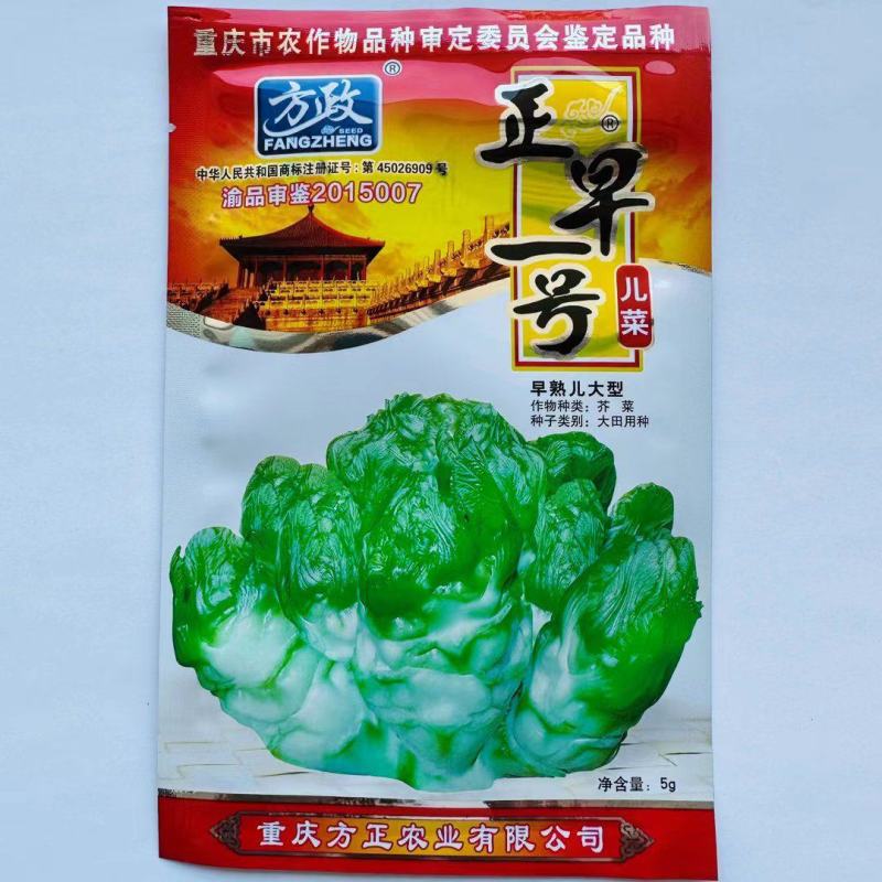 正早一号儿菜种子早熟儿大清香微甜脆嫩膨大速度快上市早